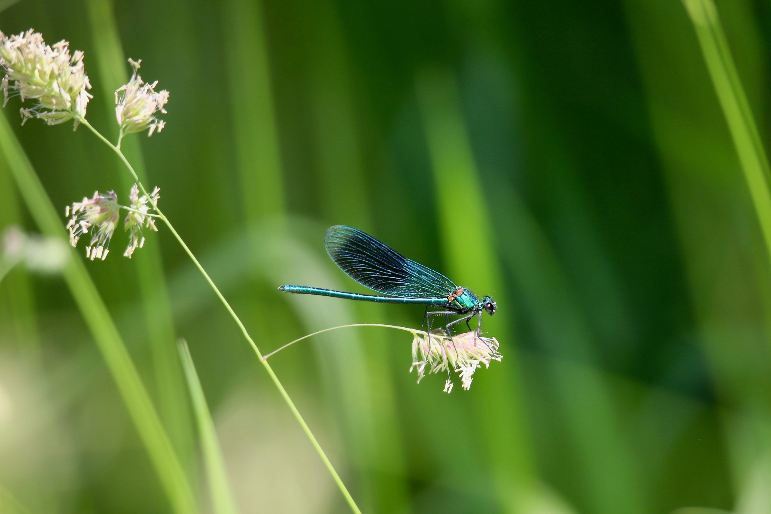 An iridescent blue damselfly perches on a slender grass flower, its delicate wings catching the light against a softly blurred backdrop of sunlit green stems.